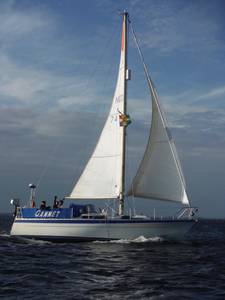 19-gannet